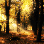 Осень Поздняя осень, дорожки в листве. Закат аватар