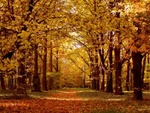 Осень Дорога в осеннем в лесу аватар