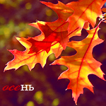 Осень Осень. Листья дуба аватар