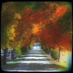 Осень Аллея в осеннем парке аватар