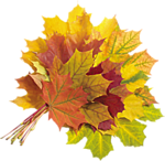 Осень Букет кленовых листьев аватар