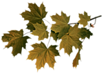 Осень Ветвь клена желто-зеленая аватар