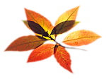 Осень Разноцветная веточка осени аватар