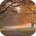Осень Осенний парк в утренней дымке аватар