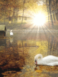 Осень Лебеди осенью аватар