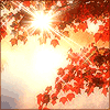 Осень Солнечная осень. Листва аватар