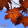 Осень Листья  клена, небо, осень аватар