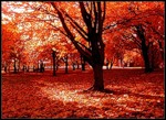 Осень Осень красной листвой устелила аватар