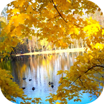Осень Осень. Золотой лес отражается в воде аватар