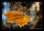 Осень Лист на мокром асфальте аватар