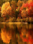 Осень Осень яркая, красивая аватар