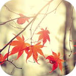 Осень Осенняя ветвь аватар
