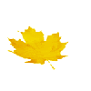 Осень Желтый осенний лист клена аватар