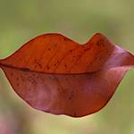 Осень Покрашенный осенью листик в форме губ аватар