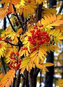 Осень Осень Рябина красная аватар