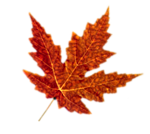 Осень Лист осенний аватар