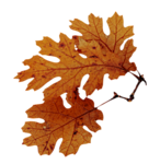 Осень Листья осени резные аватар