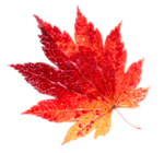 Осень Красно-желтый лист аватар