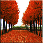 Осень Осень. Аллея с красной листвой аватар