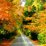 Осень Дорога через осенний лес аватар