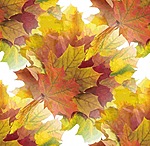 Осень Кленовые листья. Многоцветье аватар