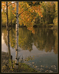 Осень Деревья в золотом наряде смотрятся в воду как в зеркало аватар
