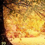 Осень Золотая полянка аватар