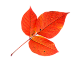 Осень Ярко красный осенний лист аватар