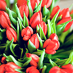 Букеты цветов Букет красных тюльпанов аватар