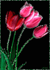 Букеты цветов Розовые тюльпаны на черном фоне аватар