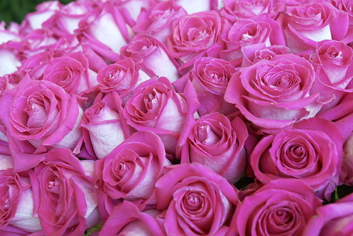 Букеты цветов Множество роз аватар