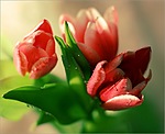 Букеты цветов Тюльпаны для Оксаны аватар