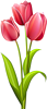 Букеты цветов Три тюльпана аватар