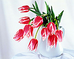 Букеты цветов Тюльпаны для Анны аватар