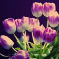 Букеты цветов Букет сиреневых тюльпанов аватар