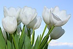 Букеты цветов Тюльпаны для Маши аватар