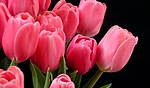 Букеты цветов Тюльпаны для Леры аватар