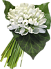 Букеты цветов Весенние белые цветы со свежей зеленью листвы аватар