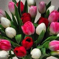 Букеты цветов Букет тюльпанов разноцветных аватар