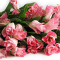 Букеты цветов Куча тюльпанов аватар