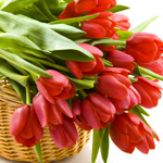 Букеты цветов Красные тюльпаны в корзине аватар