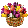 Букеты цветов Большой букет тюльпанов аватар