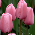 Букеты цветов Розовые тюльпаны, tulips аватар
