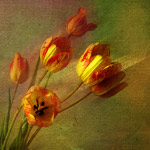 Букеты цветов Тюльпаны желто-красные аватар