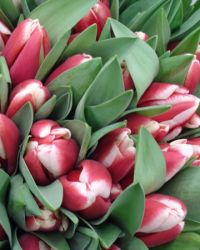 Букеты цветов Тюльпаны красно-белые аватар