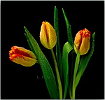 Букеты цветов Тюльпаны на темном фоне аватар