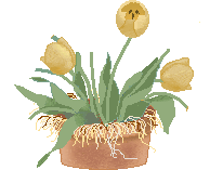 Букеты цветов Жёлтые тюльпаны аватар