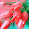 Букеты цветов Розовые тюльпаны на розово-зеленом фоне аватар