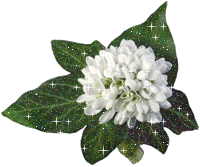 Букеты цветов Весенний букет. Белые цветы на фоне зеленых листье аватар