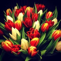Букеты цветов Букет тюльпанов красно-желтых аватар